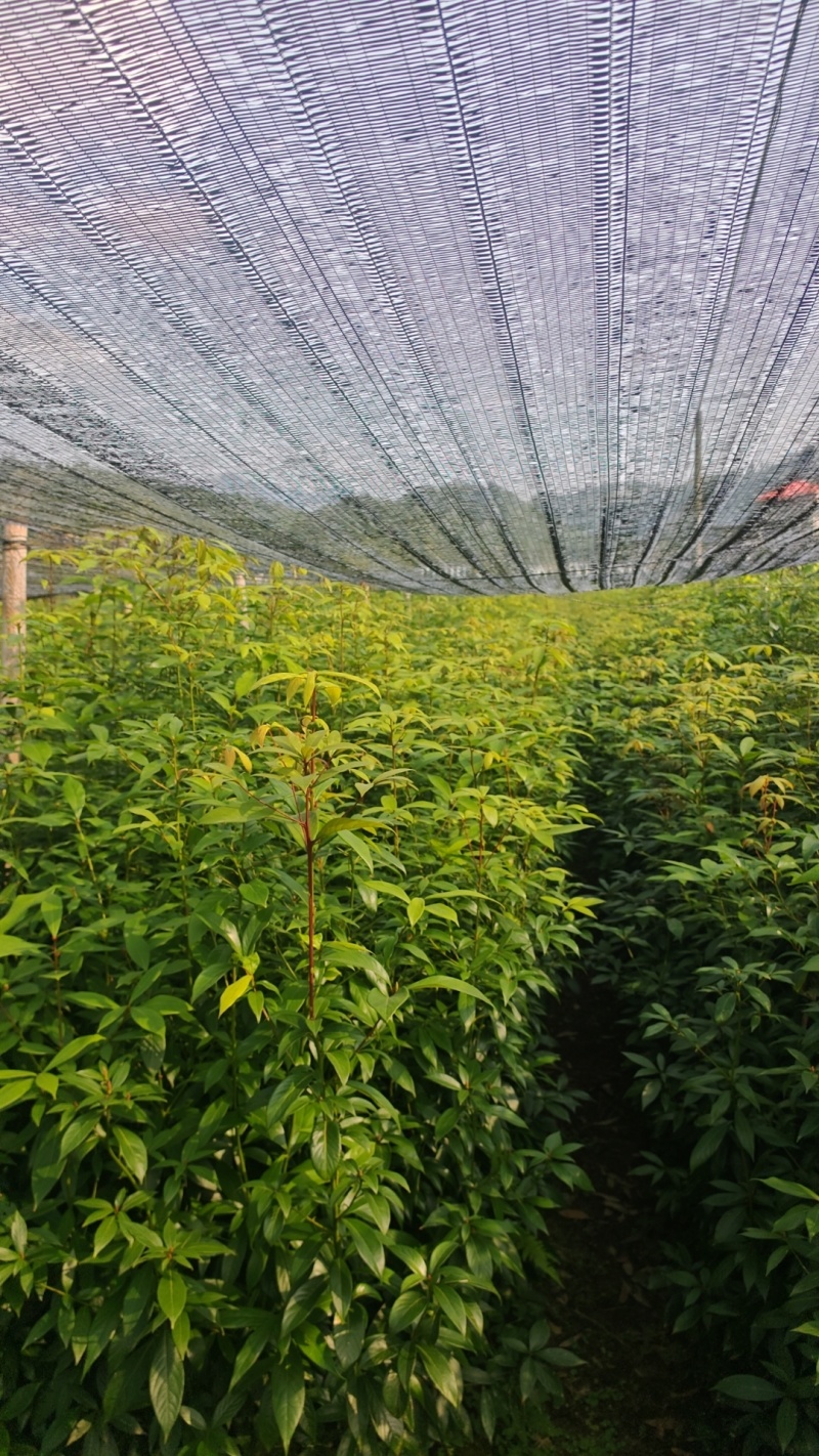 楠木杯苗，远程看苗，苗厂直供，一手货源