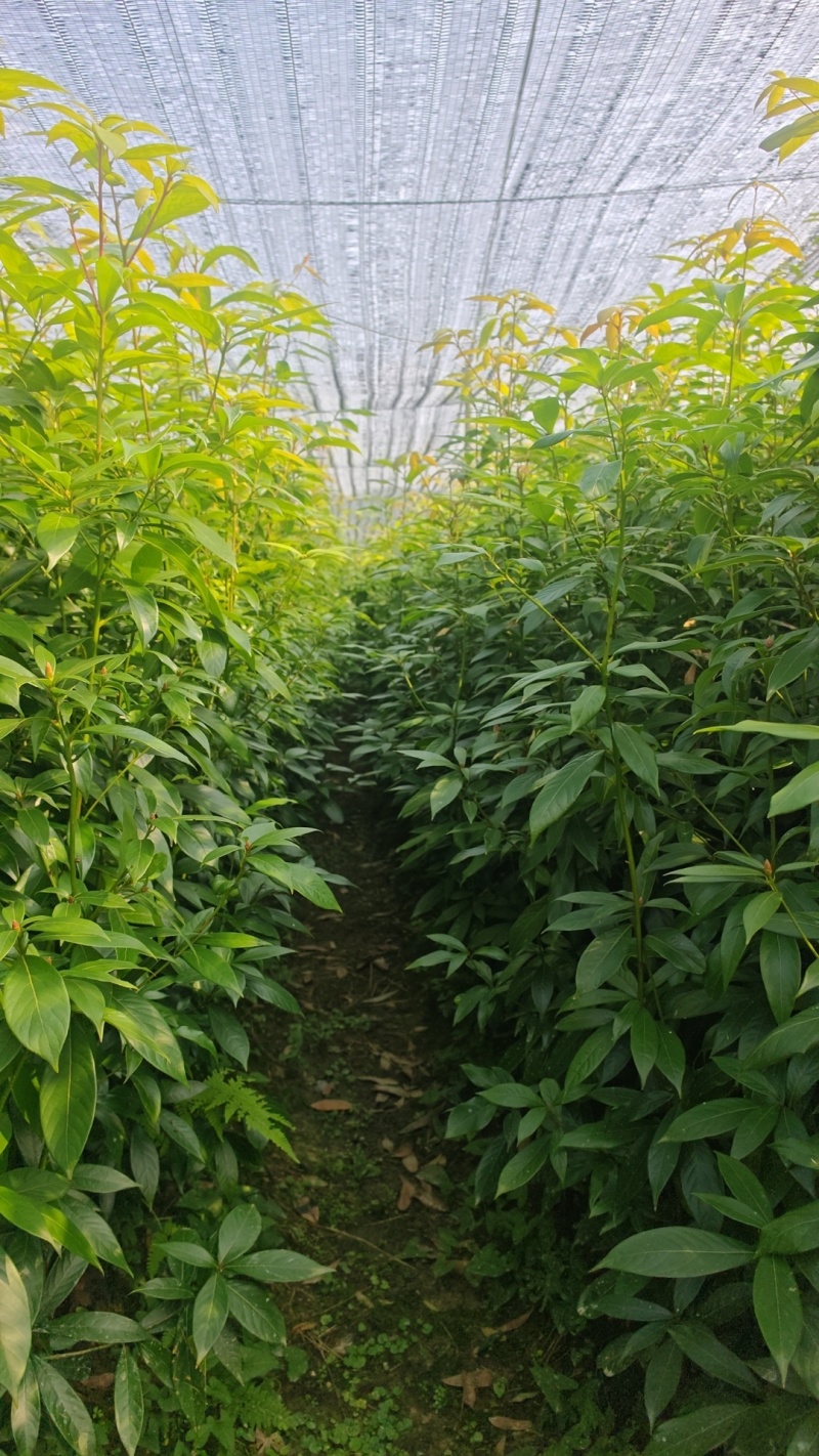 楠木杯苗，远程看苗，苗厂直供，一手货源