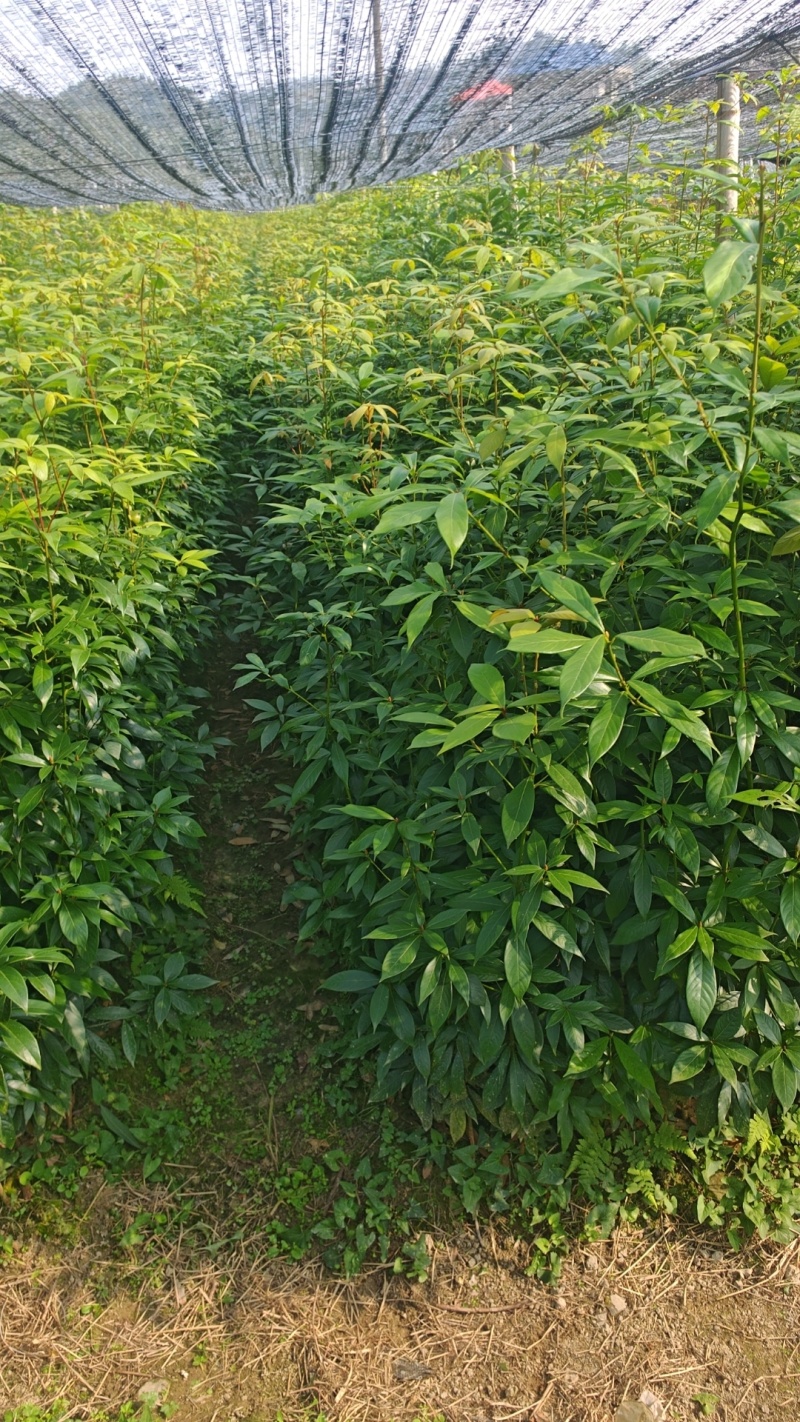 楠木杯苗，远程看苗，苗厂直供，一手货源