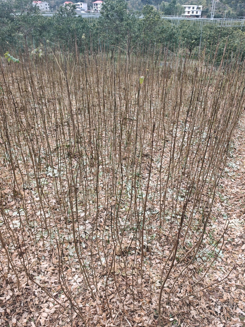 黄柏苗，裸根苗带土发货，苗厂直供，一手货源