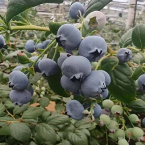 【云南蓝莓】高山蓝莓/L25/F6/优瑞卡蓝莓/品质齐全