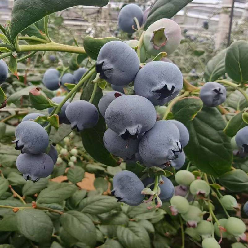 【云南蓝莓】高山蓝莓/L25/F6/优瑞卡蓝莓/品质齐全