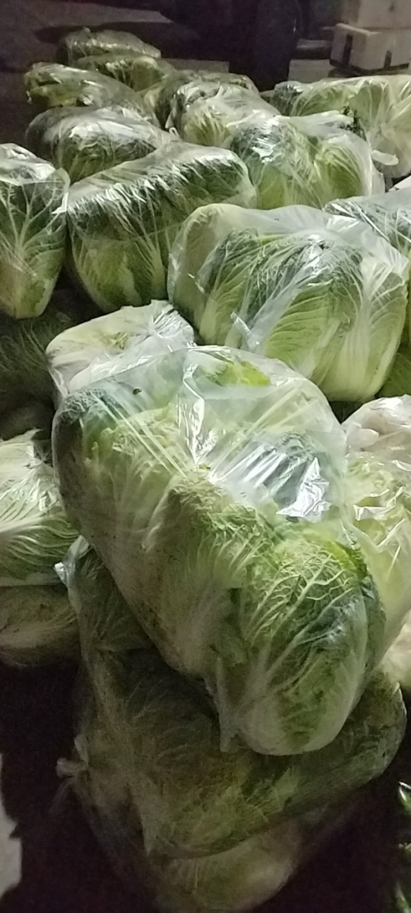 黄心大白菜