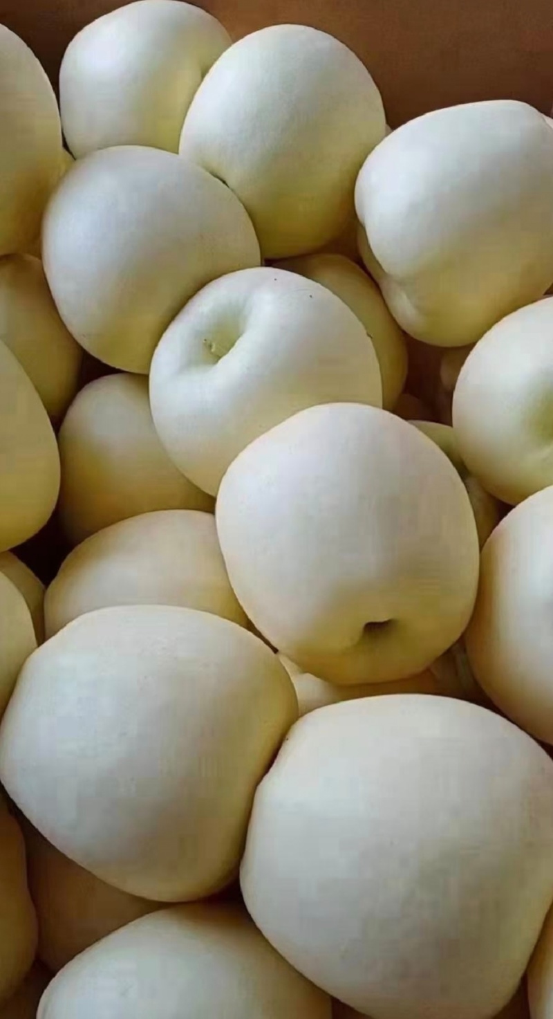 辽南黄元帅，大量有货