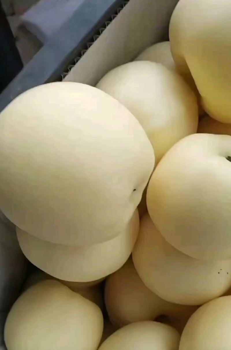 辽南黄元帅，大量有货