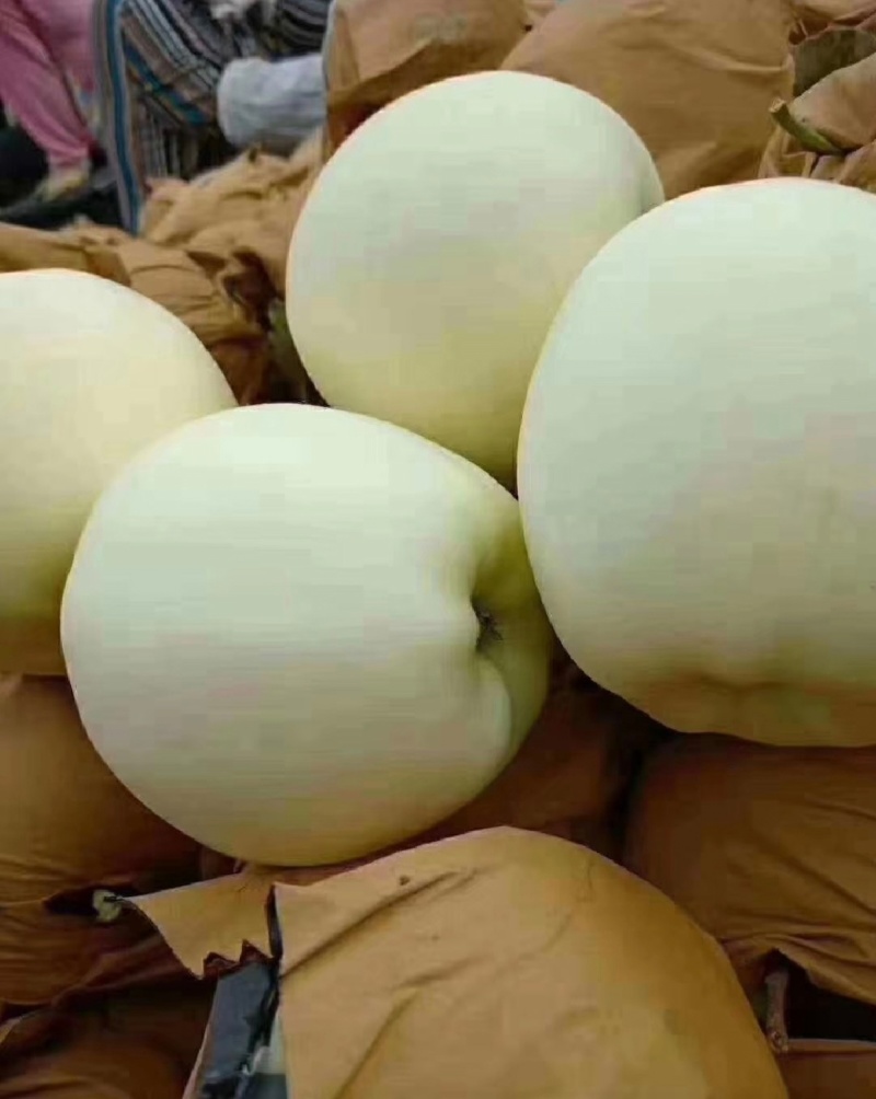辽南黄元帅，大量有货