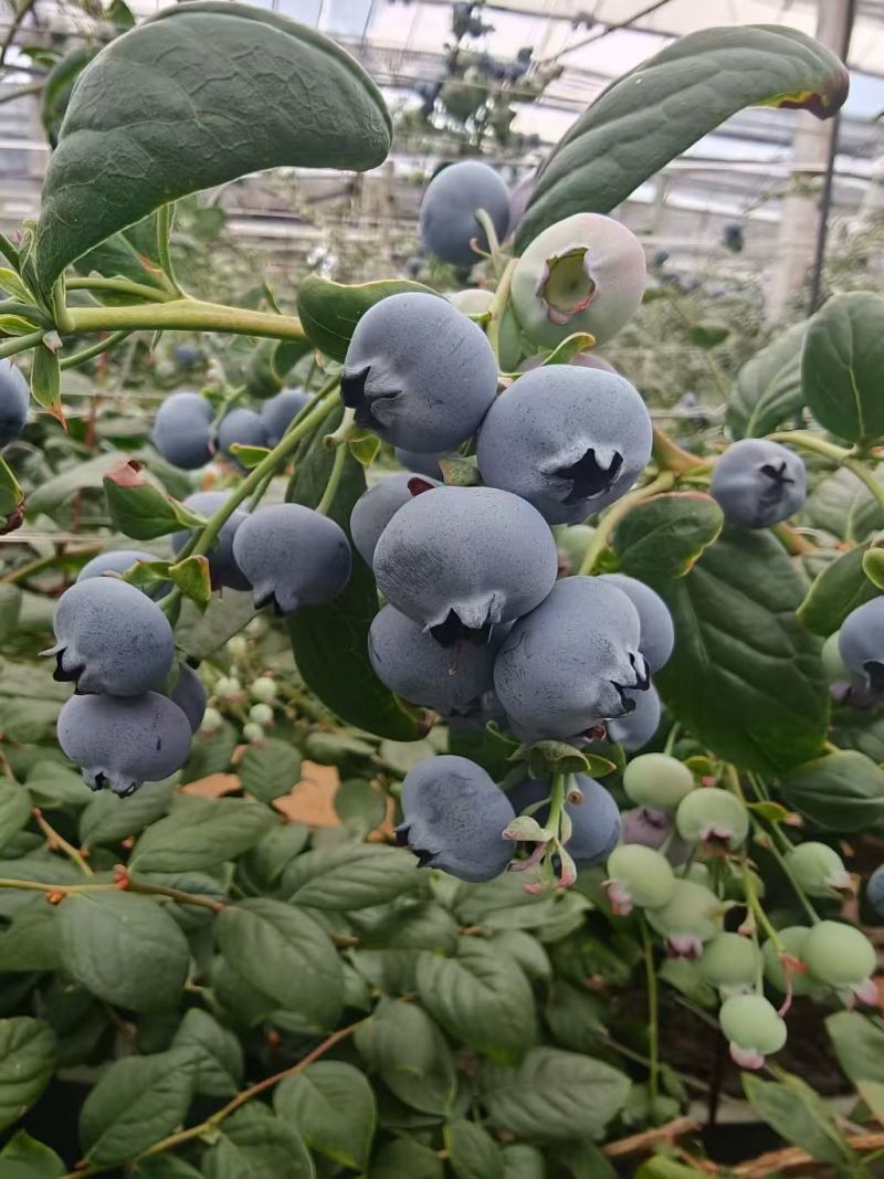 【云南蓝莓】高山蓝莓/L25/F6/优瑞卡蓝莓/品质齐全