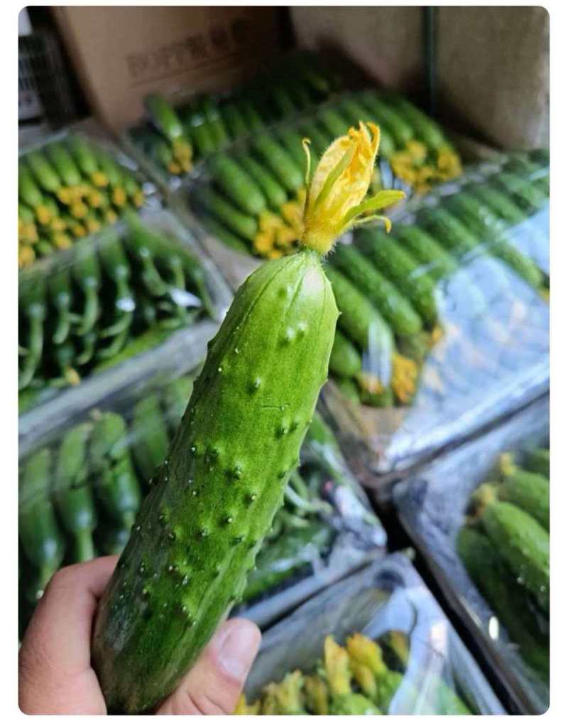 绥中旱黄瓜