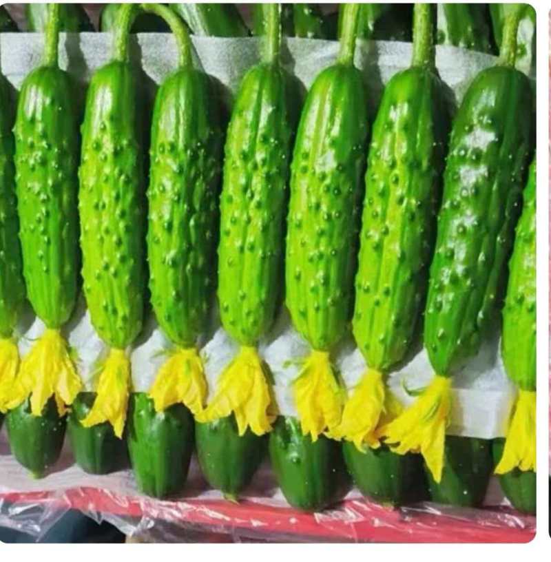 绥中旱黄瓜