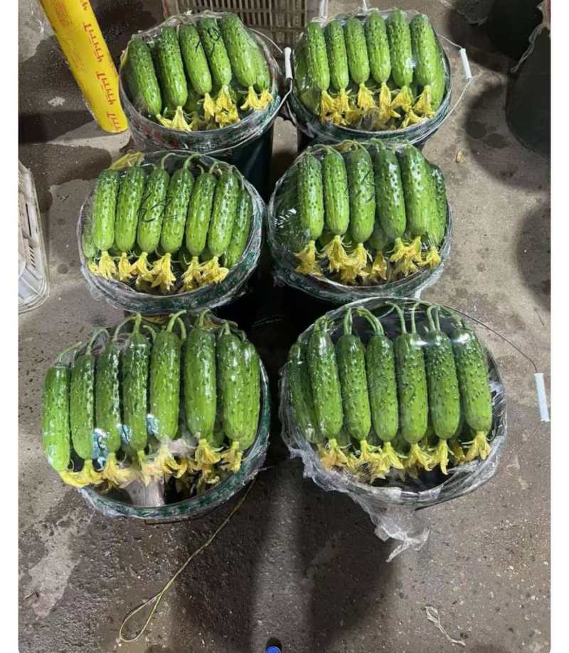 绥中旱黄瓜