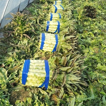 优质莴苣红尖叶莴笋基地直供货源充足一手货源。