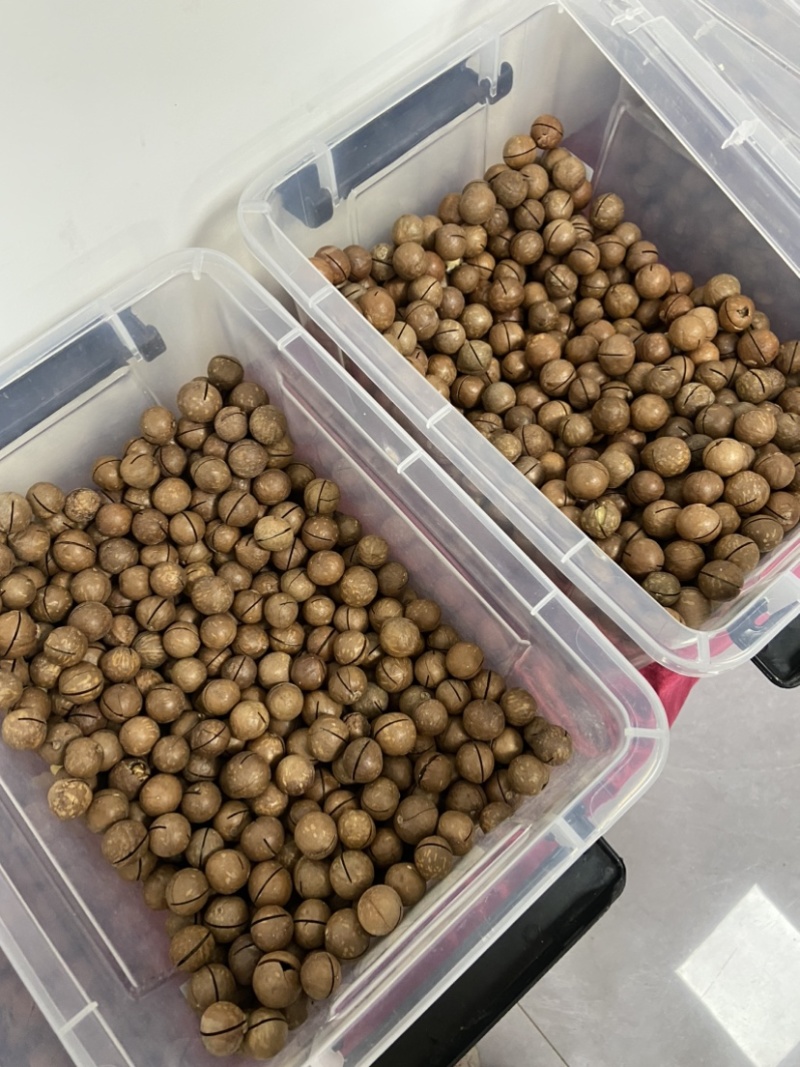 夏威夷果批发