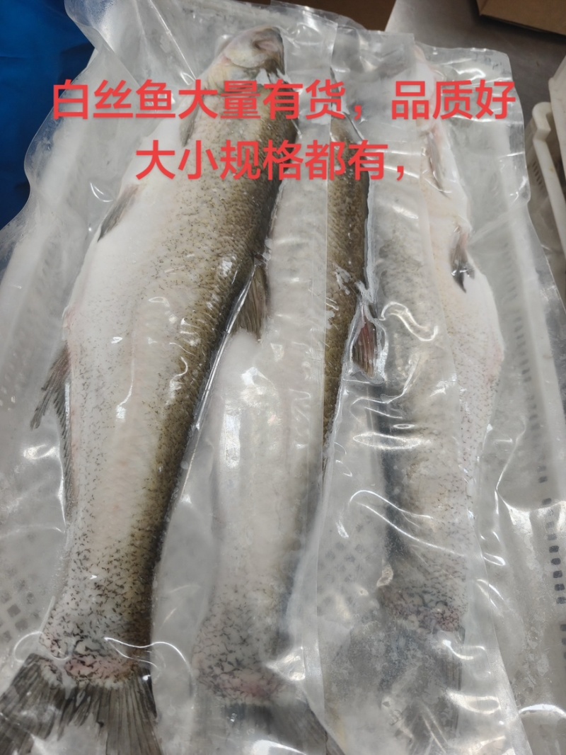 大翘嘴白鱼大量有货，工厂直销，量大价格从优