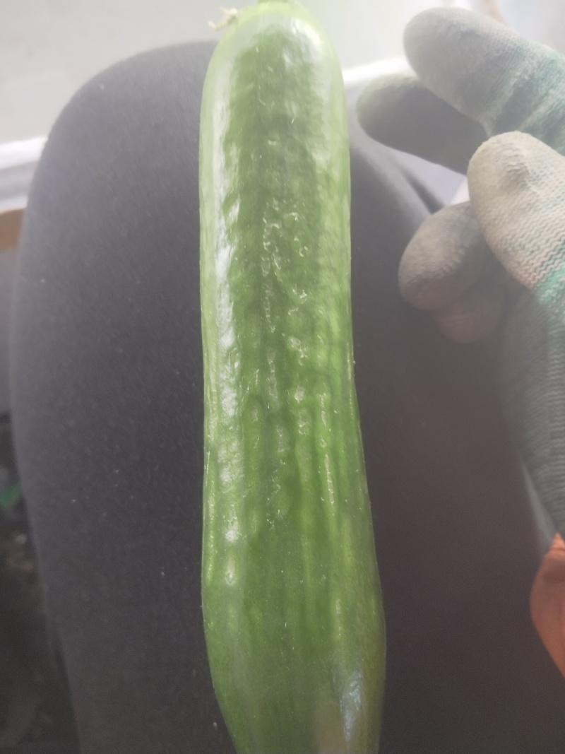 小青瓜