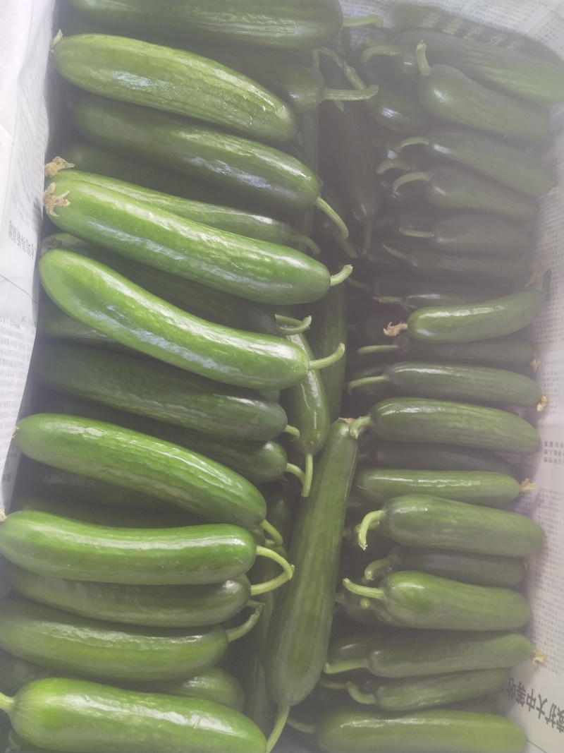 小青瓜