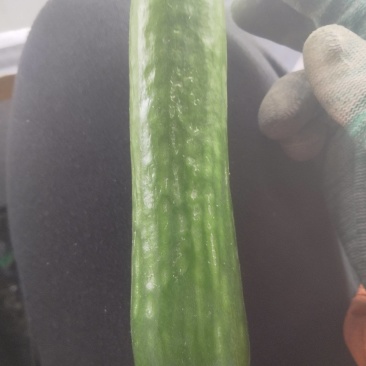 小青瓜