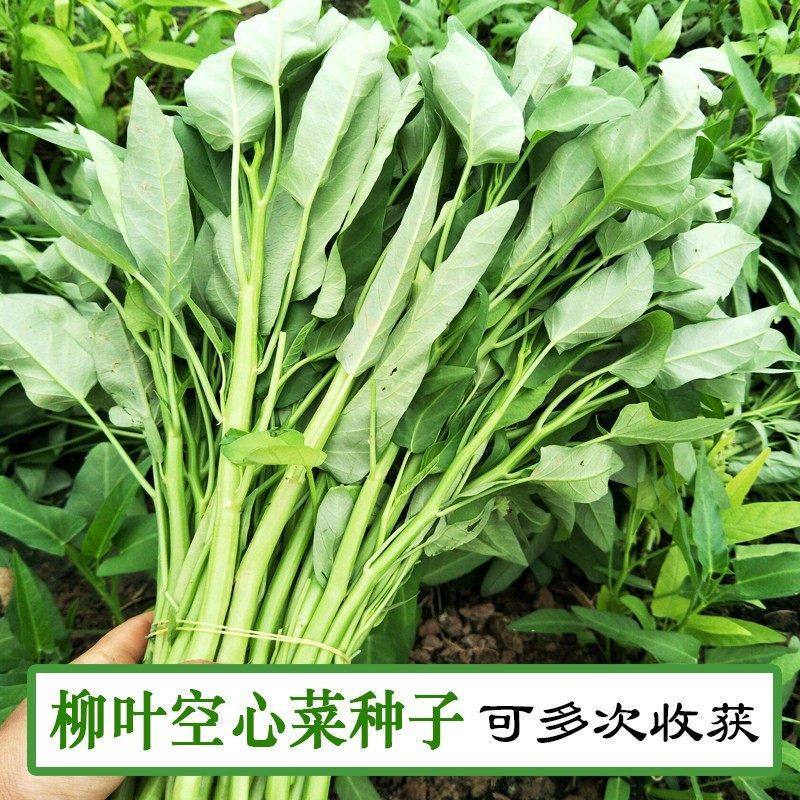 青梗柳叶空心菜种子尖叶阳台盆栽庭院田园空心菜种子