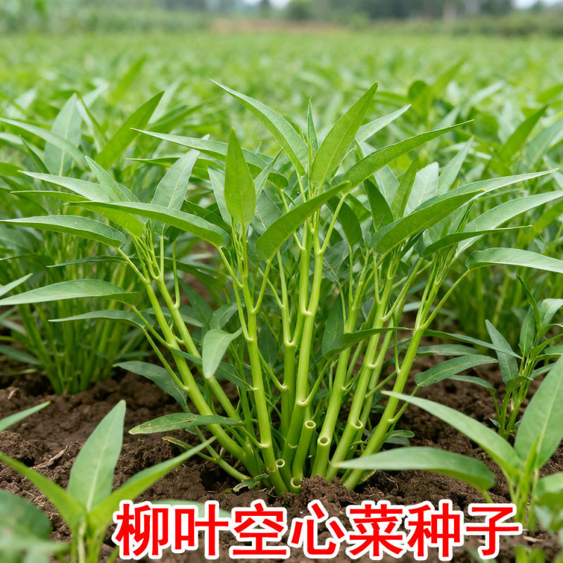 青梗柳叶空心菜种子尖叶阳台盆栽庭院田园空心菜种子