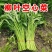青梗柳叶空心菜种子尖叶阳台盆栽庭院田园空心菜种子