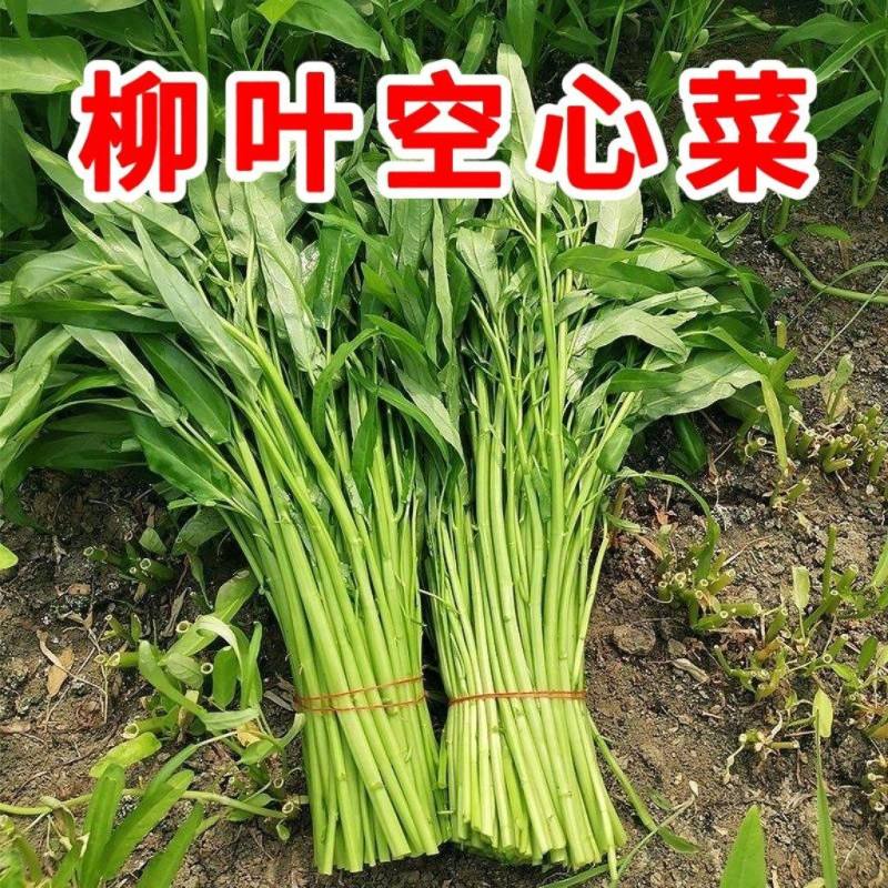 青梗柳叶空心菜种子尖叶阳台盆栽庭院田园空心菜种子