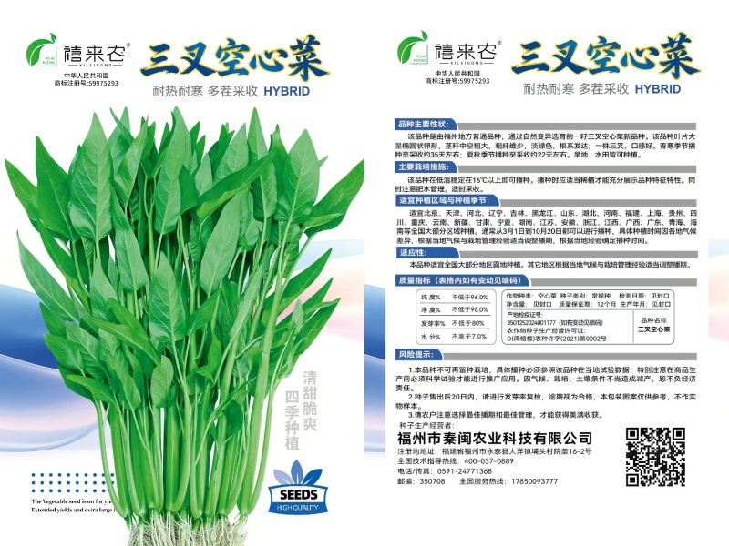 青梗柳叶空心菜种子尖叶阳台盆栽庭院田园空心菜种子