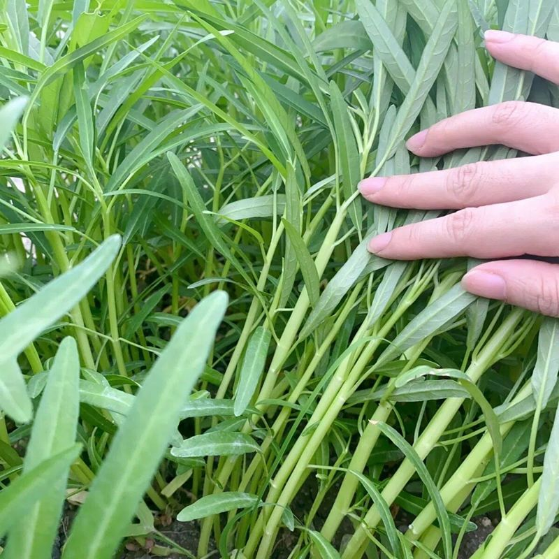 青梗柳叶空心菜种子尖叶阳台盆栽庭院田园空心菜种子