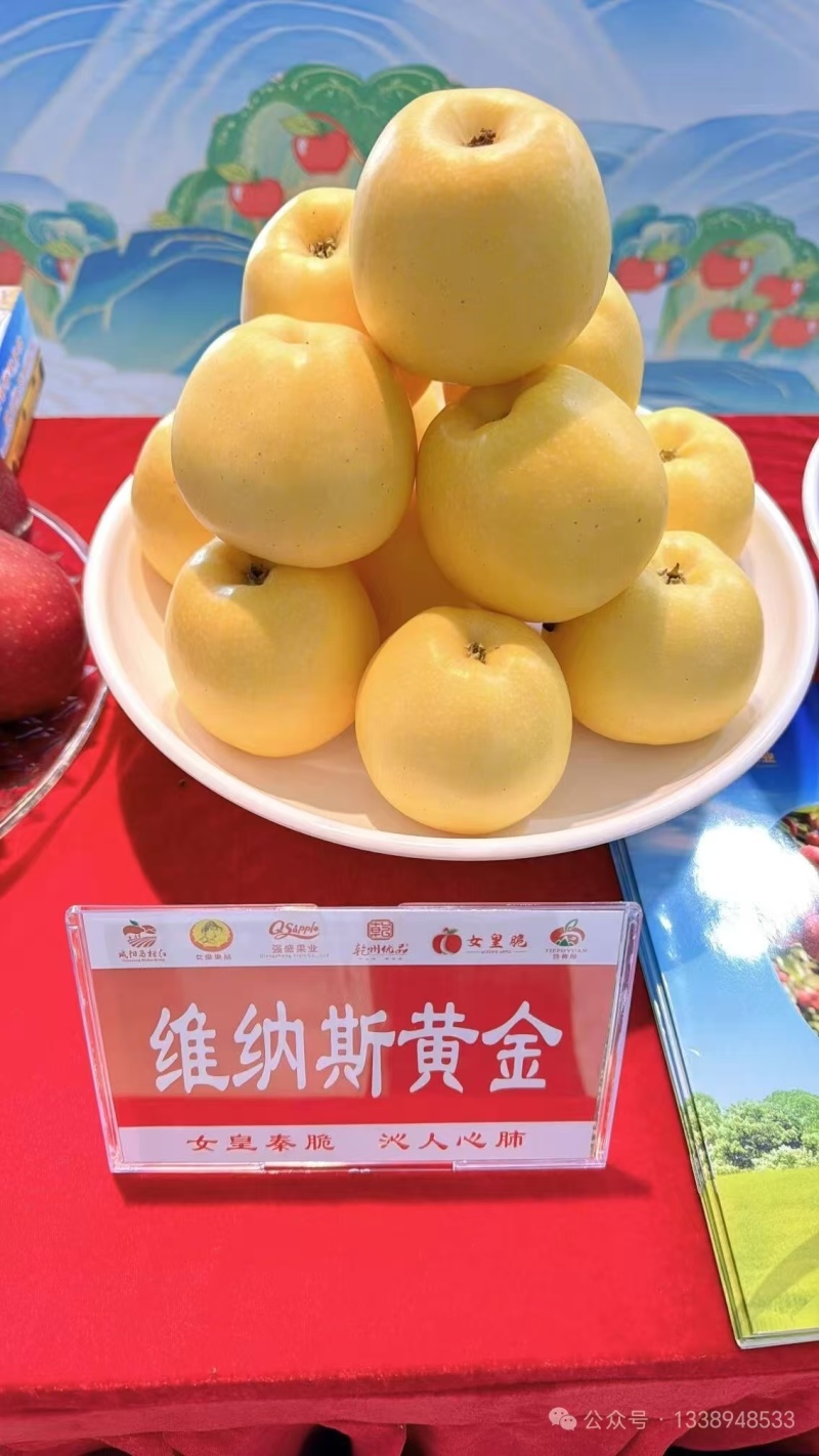 维纳斯黄金苹果辽宁宽甸县产地直供品质保证欢迎来电
