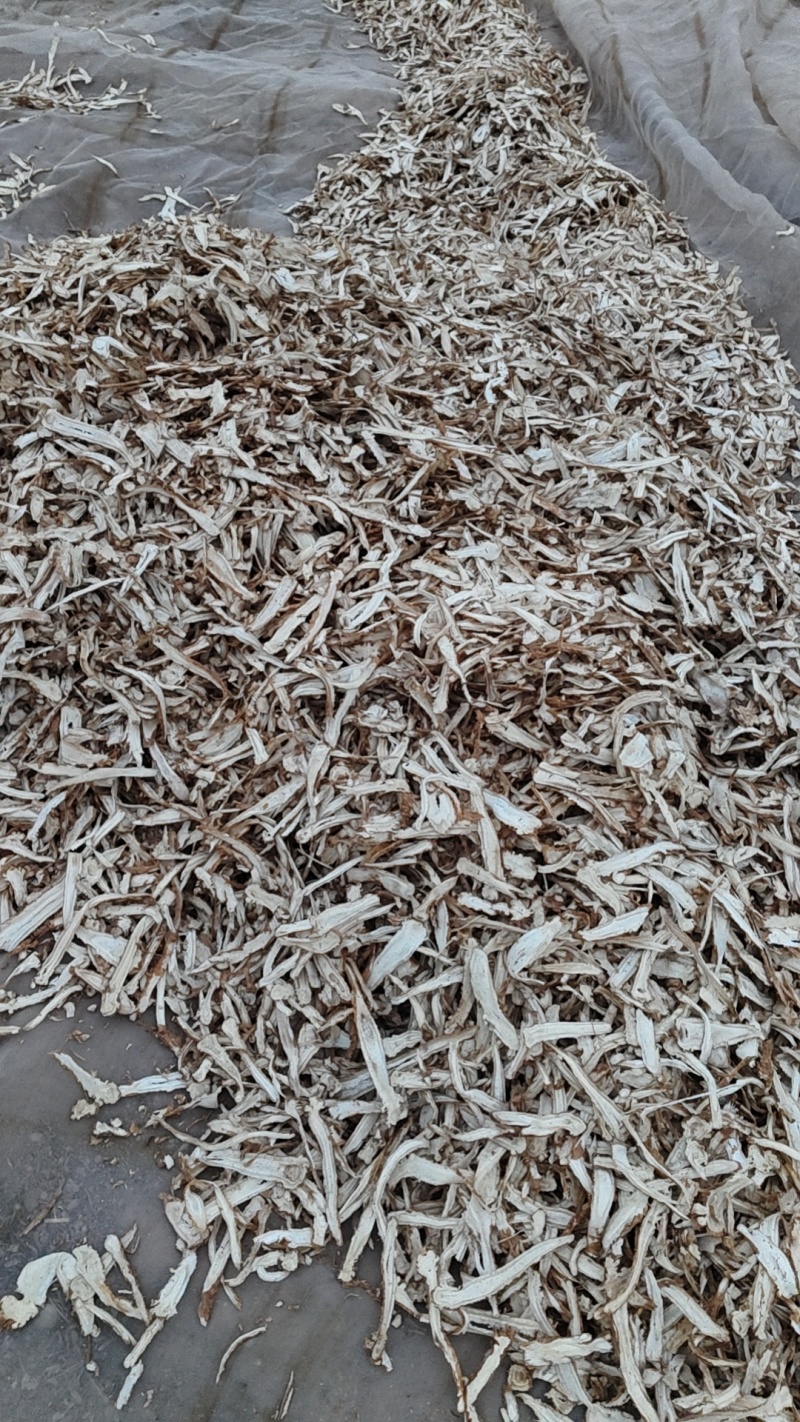 独活片子