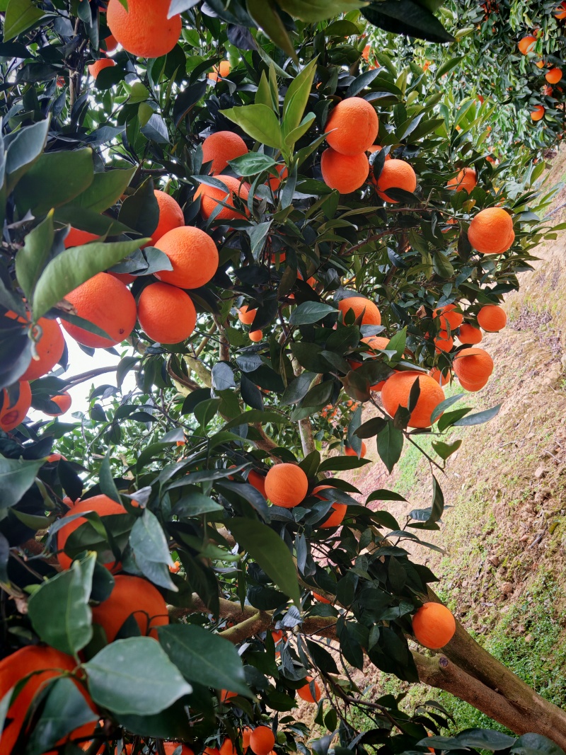 奉节脐橙自然天成香甜画渣汁水充足，一手货源