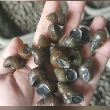 洪湖淡水螺蛳1.2以下小米饲料螺，薄壳，物流直达地