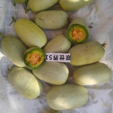 翠世界51甜瓜种子中早熟博洋甜瓜酥脆多汁香瓜种籽果肉青绿