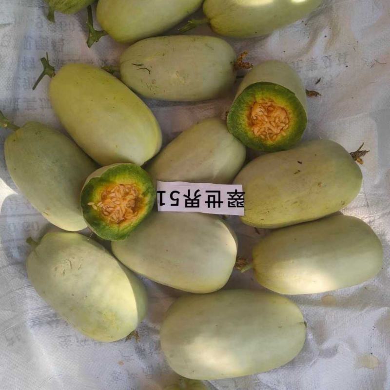 翠世界51甜瓜种子中早熟博洋甜瓜酥脆多汁香瓜种籽果肉青绿