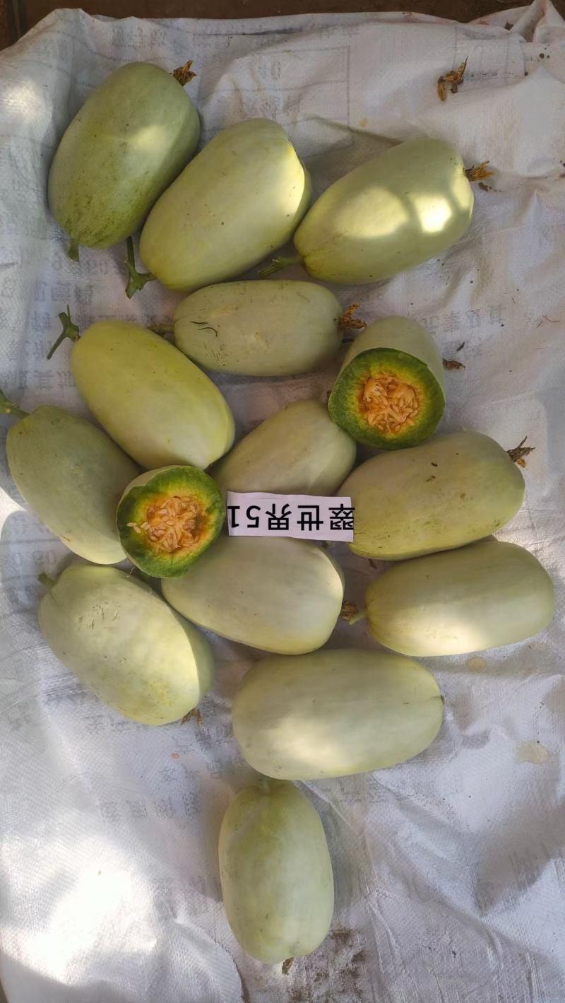 翠世界51甜瓜种子中早熟博洋甜瓜酥脆多汁香瓜种籽果肉青绿