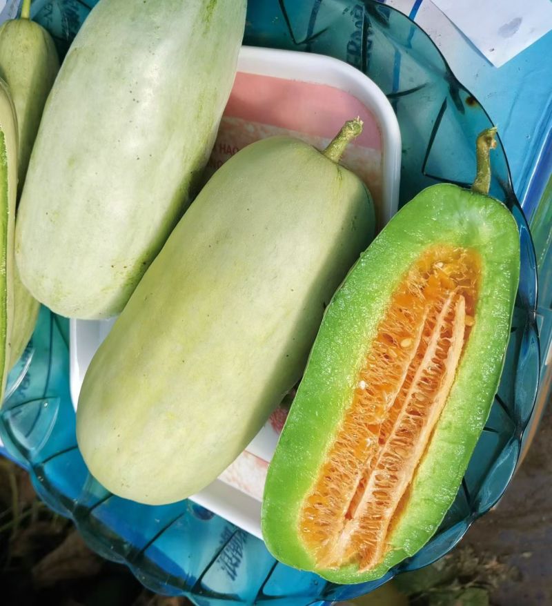 翠世界51甜瓜种子中早熟博洋甜瓜酥脆多汁香瓜种籽果肉青绿