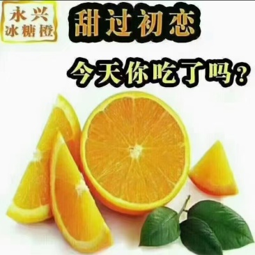 永兴县冰糖橙实力代办保质保量