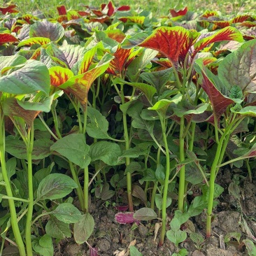 高产花红苋菜种子菜农大田用种赣科鲜糯红苋圆叶红苋菜