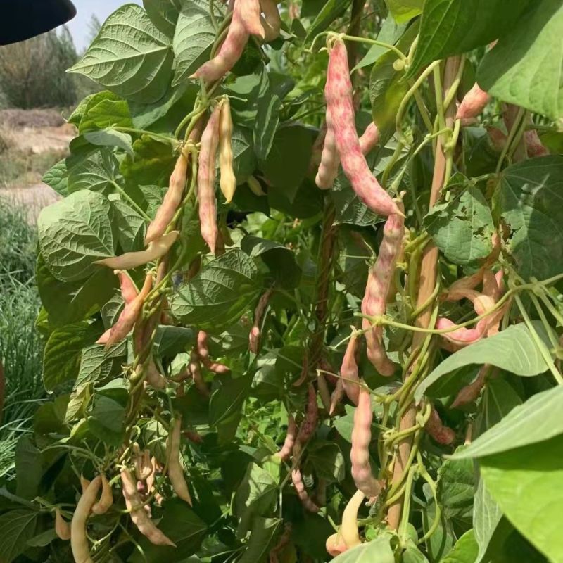 种盈红冠一号早熟红金钩豆角种子蔓生圆角肉厚肉质细腻春秋季