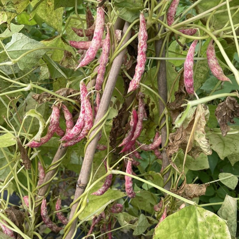 种盈红冠一号早熟红金钩豆角种子蔓生圆角肉厚肉质细腻春秋季
