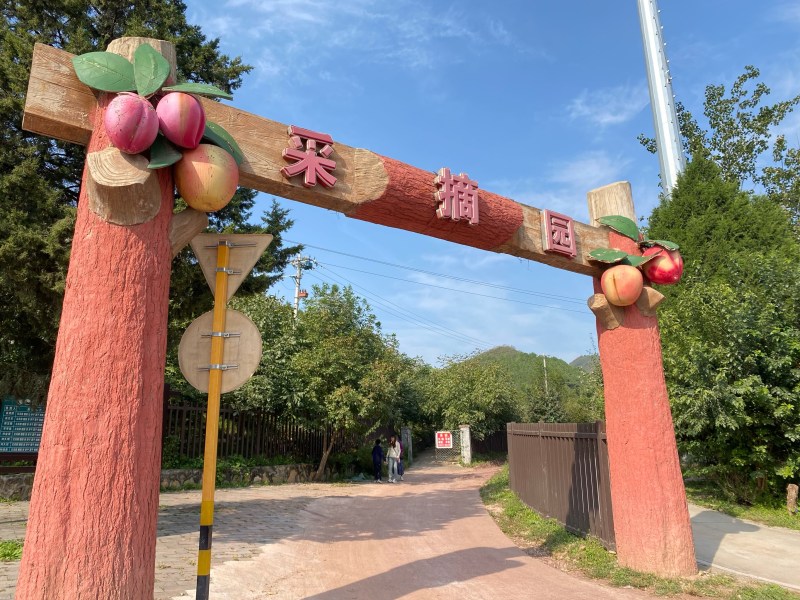 果园直发桃树苗特早熟五月霸桃极早熟水蜜桃包对版成活率高