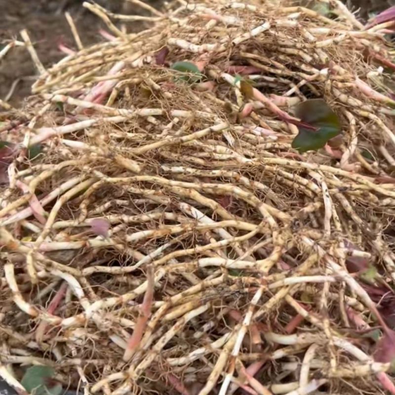 鱼腥草折耳根节节根折儿根新鲜嫩根现挖侧耳新鲜蔬菜鱼星草