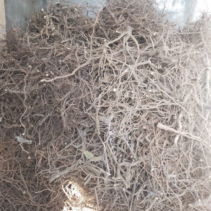 臭牡丹根