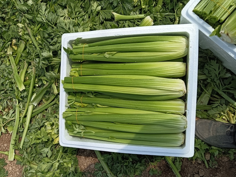 河南鹿邑精品西芹，产地直发，颜色好，质量保证，可视频看货