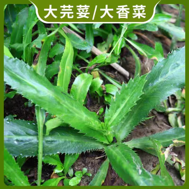 大香菜芫荽