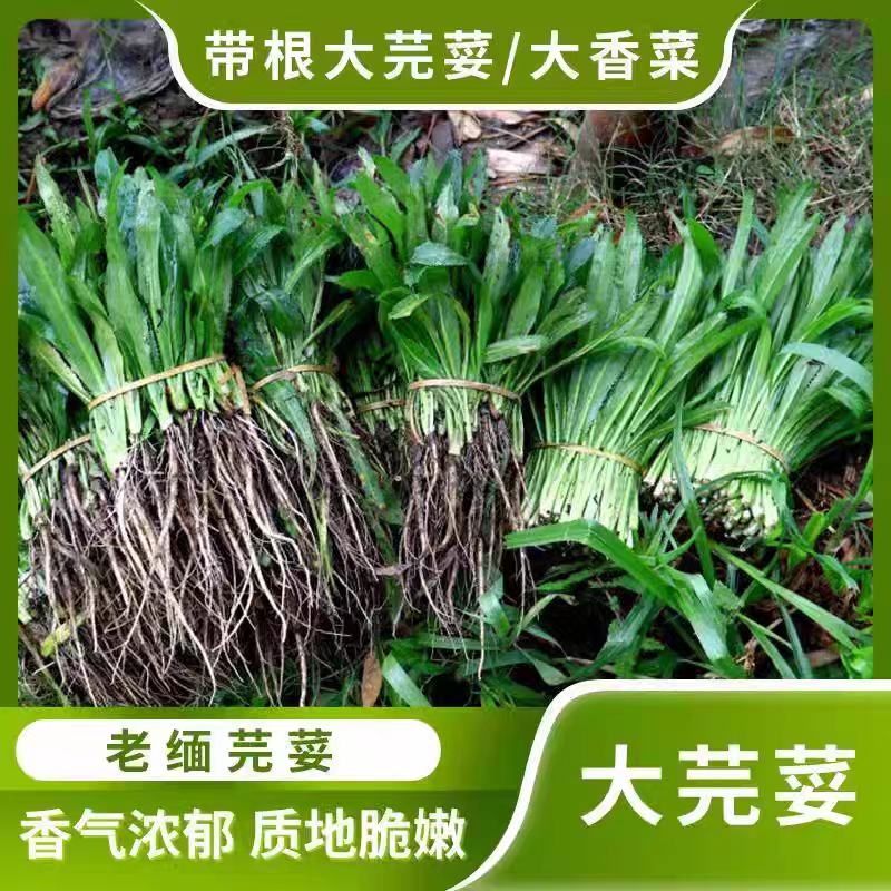 大香菜芫荽