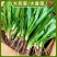 大香菜芫荽