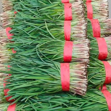 莱州红根韭菜开始上市！
