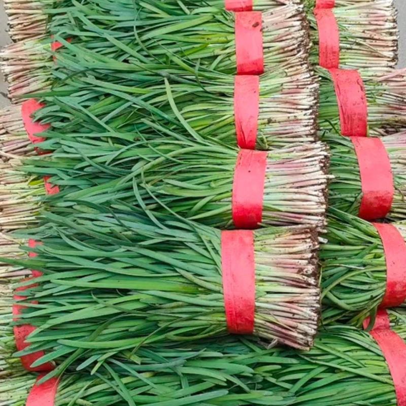 莱州红根韭菜开始上市！