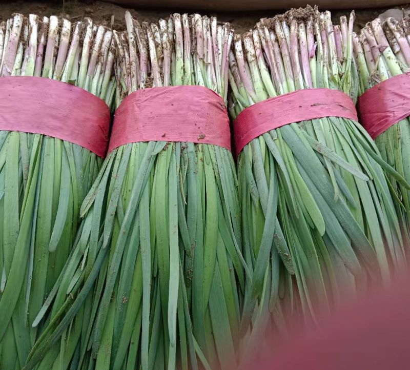 莱州红根韭菜开始上市！