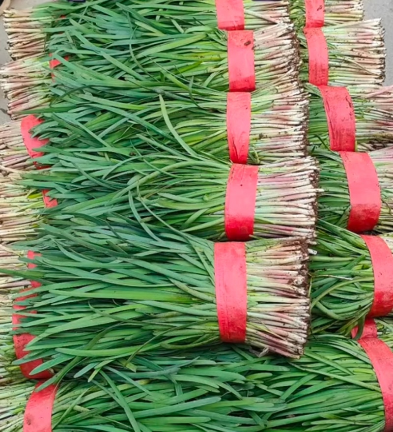 莱州红根韭菜开始上市！