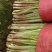 莱州红根韭菜开始上市！